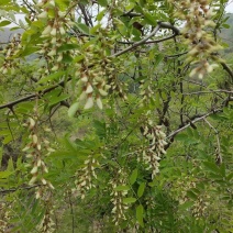 野生鲜洋槐花，当天采摘，量大从优