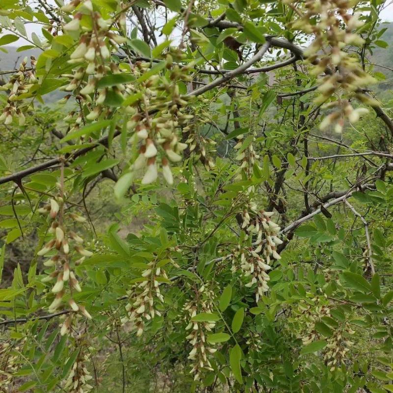 野生鲜洋槐花，当天采摘，量大从优