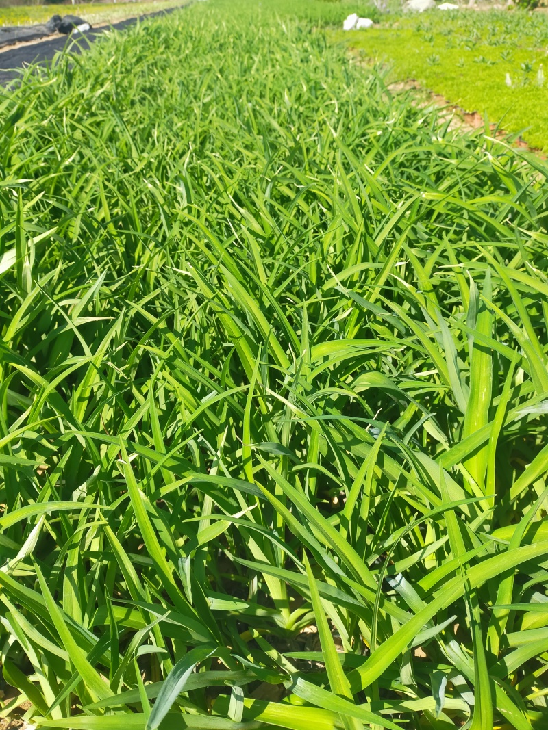 大花萱草