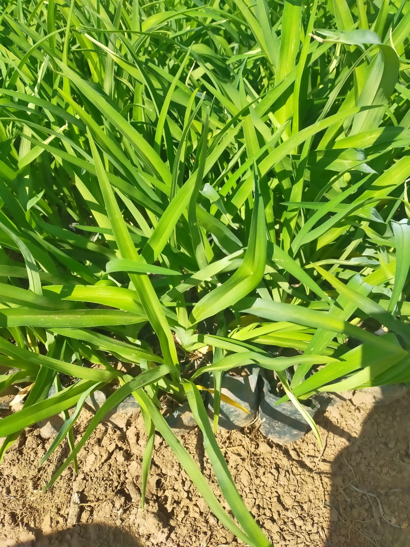 大花萱草