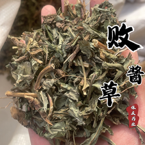 败酱草发货前过筛北败酱草实物拍摄败酱保庆药业