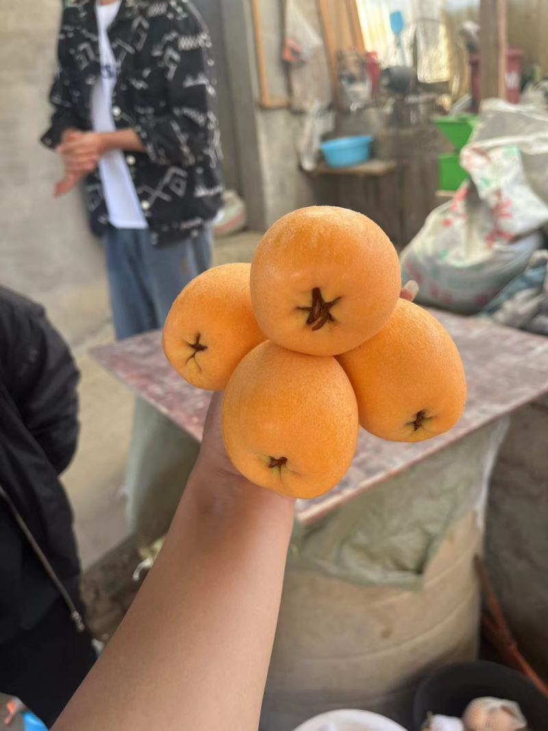 汉源五星大枇杷