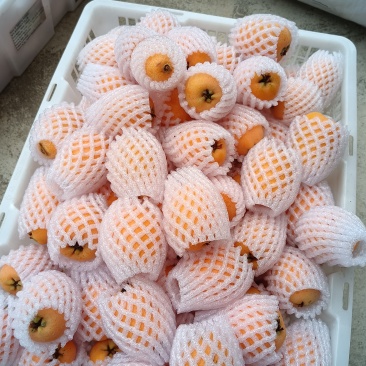 汉源五星大枇杷