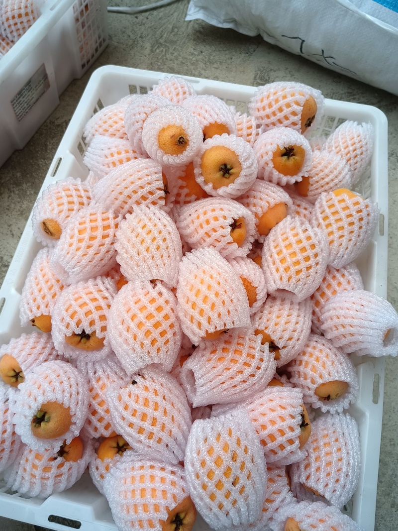 汉源五星大枇杷