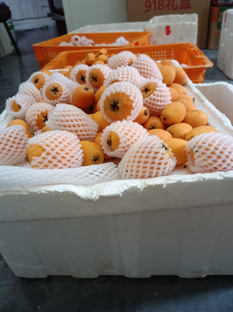 汉源五星大枇杷