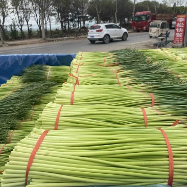 中牟县（红帽蒜苔）大量上市，价格低，质量好，可大吨位发货