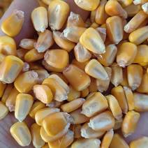 大量出售东北一级大颗粒烘干玉米，颜色鲜亮，水分14