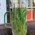 【全店已售200万】太平猴魁茶叶新茶明前特级安徽黄山绿茶