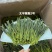 【全店已售200万】太平猴魁茶叶新茶明前特级安徽黄山绿茶