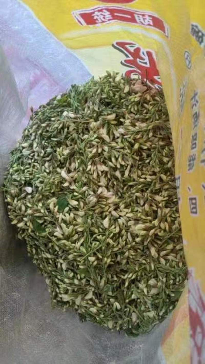 洋槐花鲜槐花现摘现发