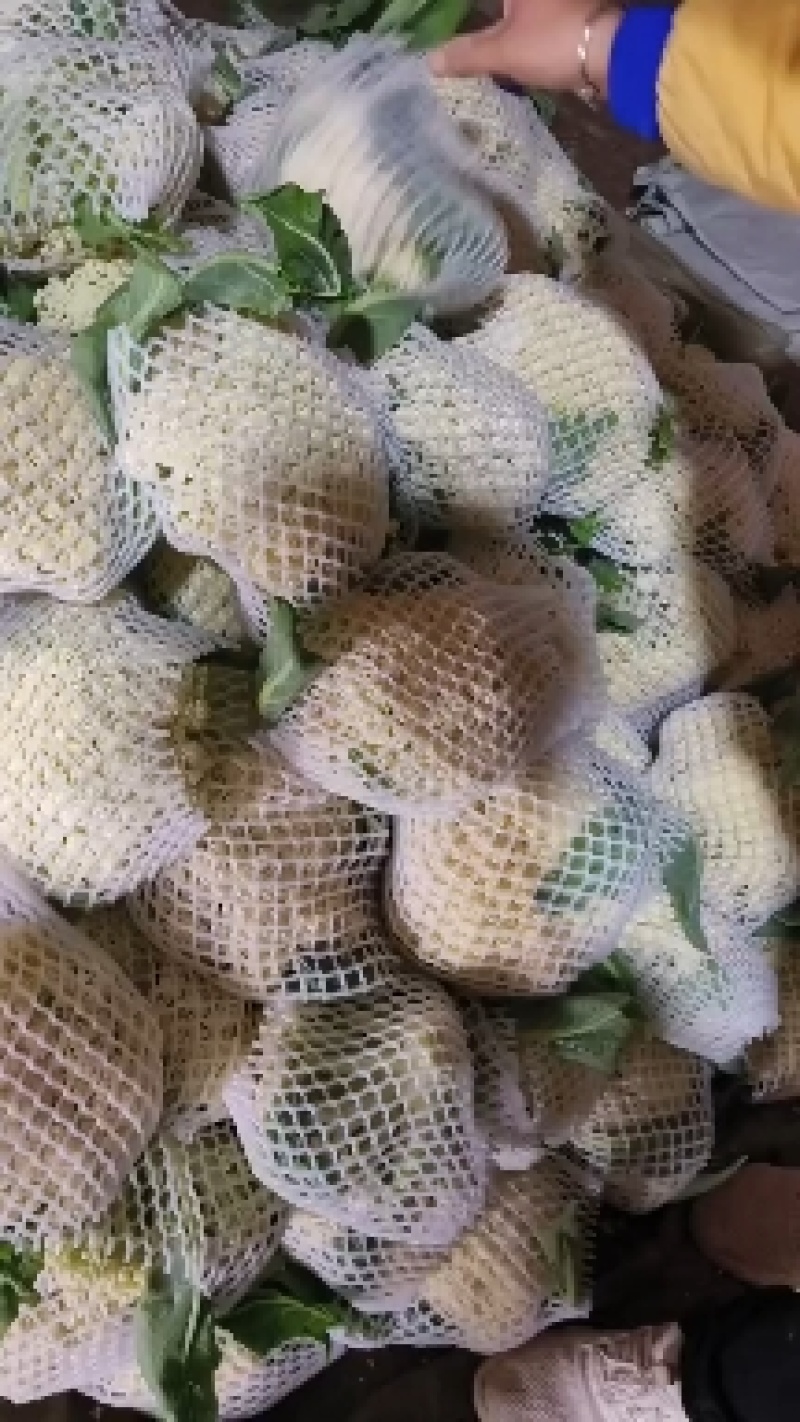 白面有机花大量供应，质量非常好，货源稳定