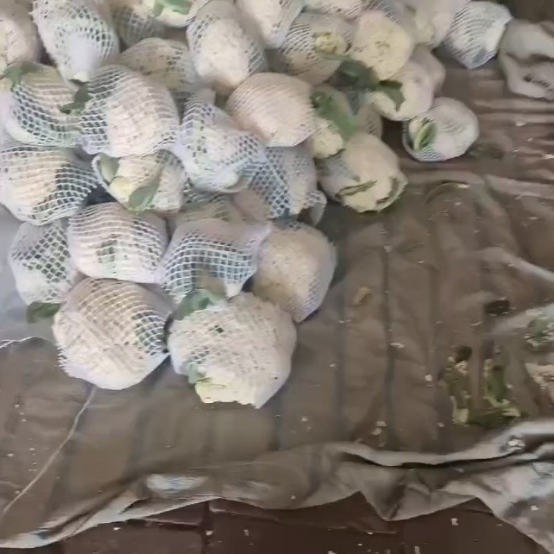 白面有机花大量供应，质量非常好，货源稳定