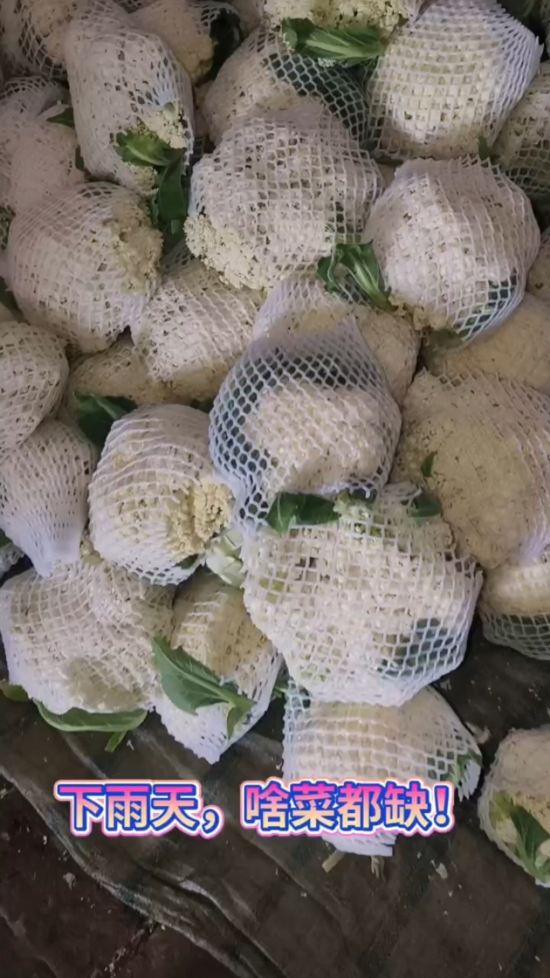 白面有机花大量供应，质量非常好，货源稳定
