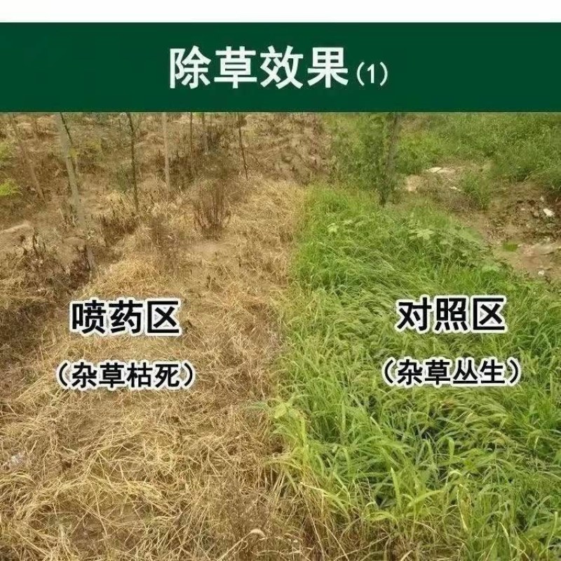 新店促销立白、汰渍洗衣粉5O8克家用去污强福利劳保洗衣粉