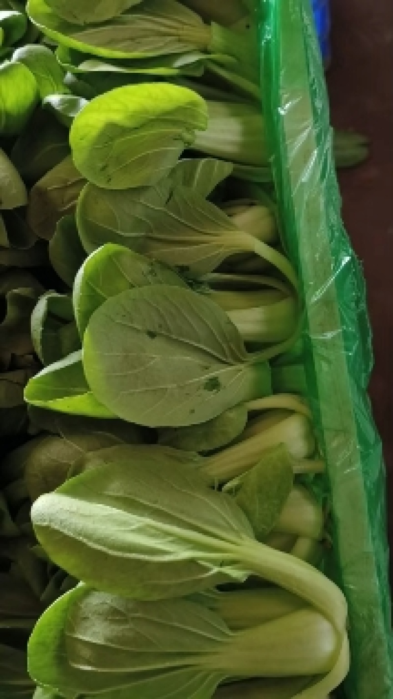 上海青大量供应，价格不贵，货源稳定，要的老板联系