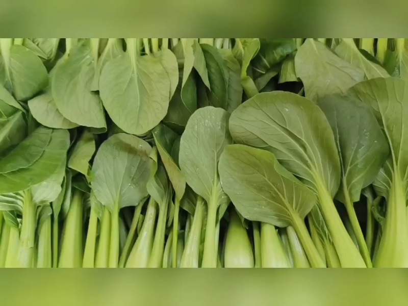 上海青大量供应，价格不贵，货源稳定，要的老板联系