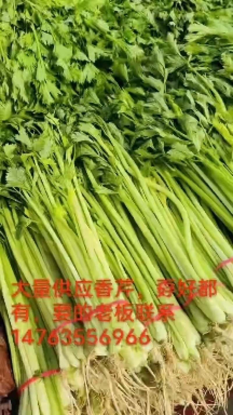 香芹大量供应，价格不贵，货源稳定，质量非常好！