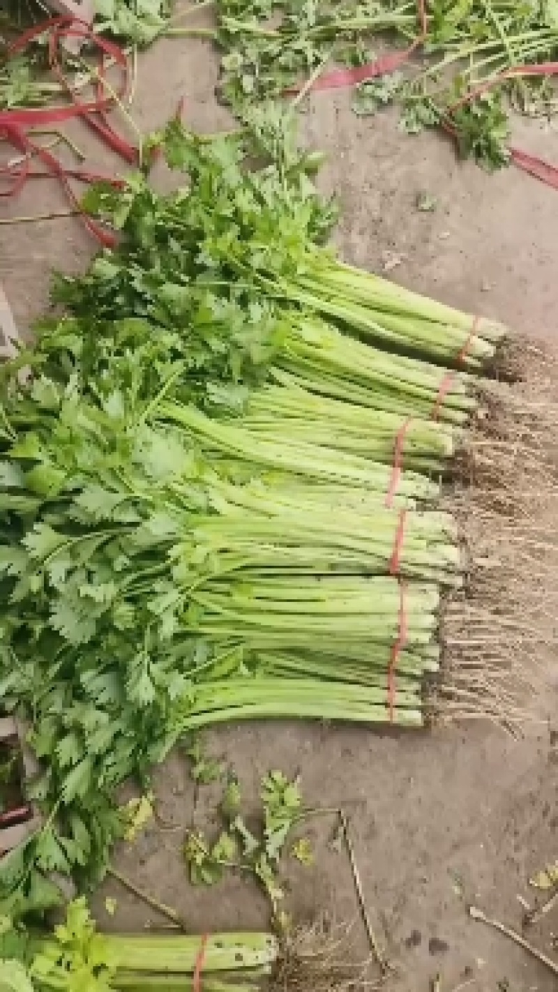 香芹大量供应，价格不贵，货源稳定，质量非常好！