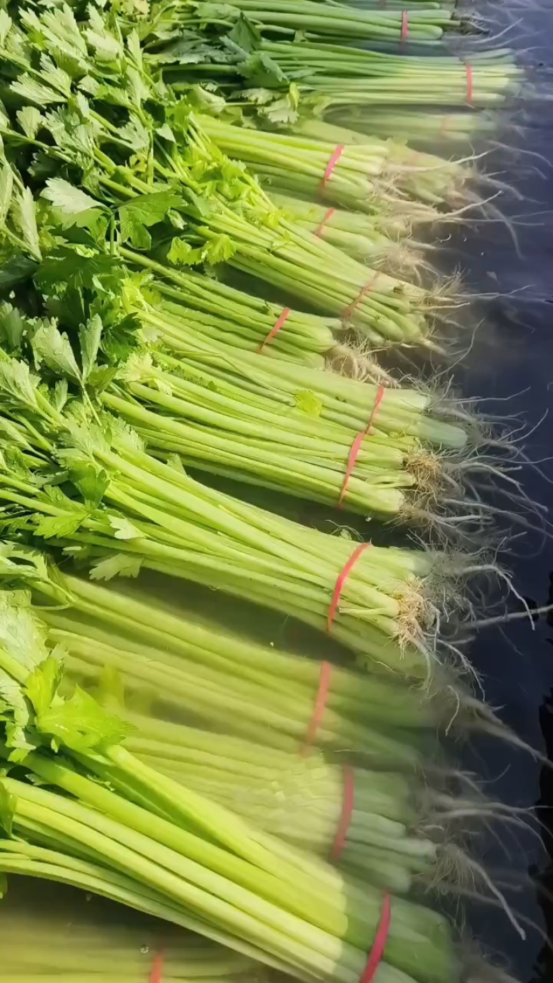 香芹大量供应，价格不贵，货源稳定，质量非常好！