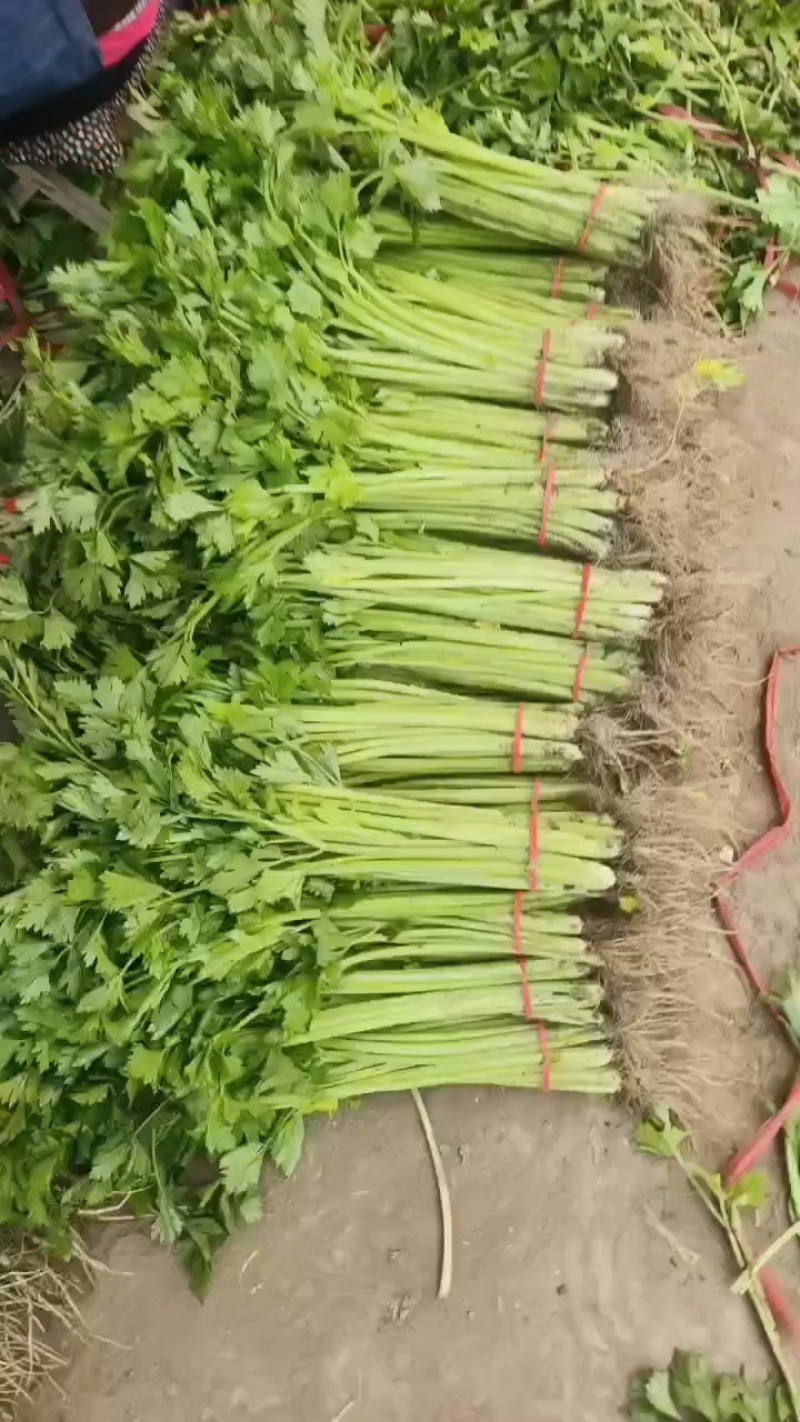 香芹大量供应，价格不贵，货源稳定，质量非常好！