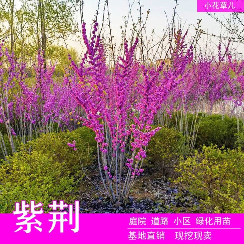 丛生紫荆丛生紫荆花树，丛生紫荆花树苗，丛生紫荆苗