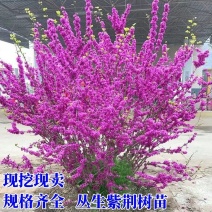 丛生紫荆丛生紫荆花树，丛生紫荆花树苗，丛生紫荆苗
