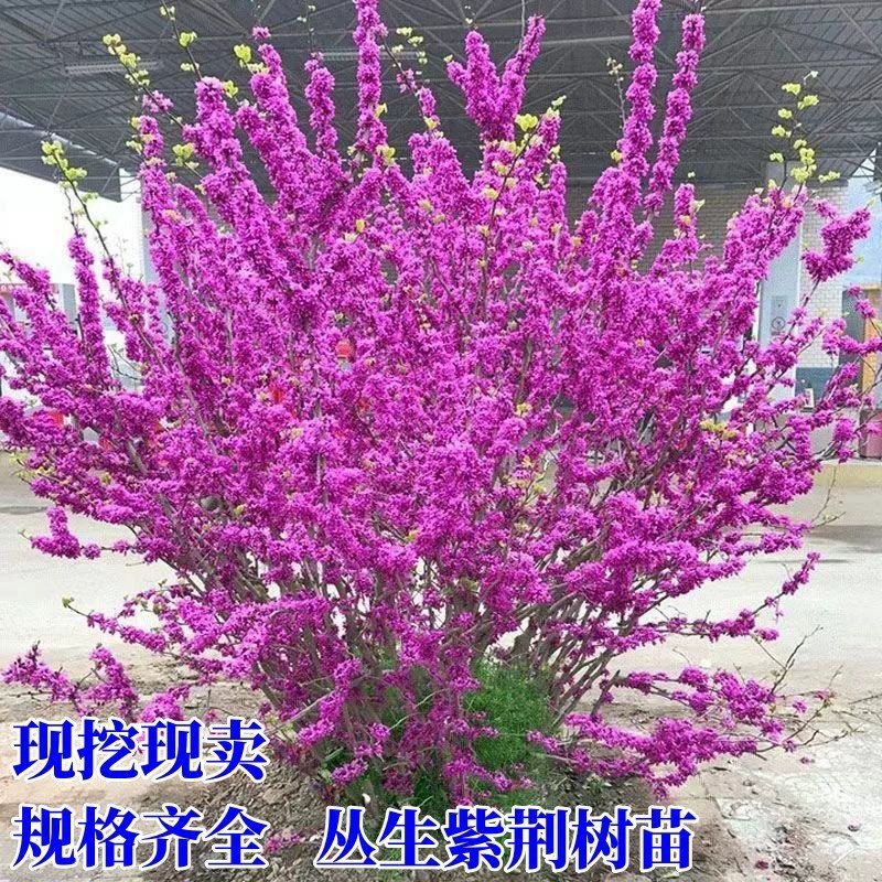 丛生紫荆丛生紫荆花树，丛生紫荆花树苗，丛生紫荆苗
