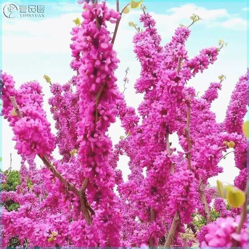 丛生紫荆丛生紫荆花树，丛生紫荆花树苗，丛生紫荆苗