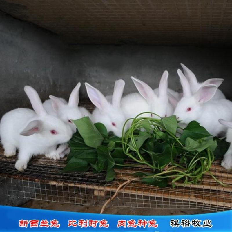 新西兰兔比利时兔肉兔种兔