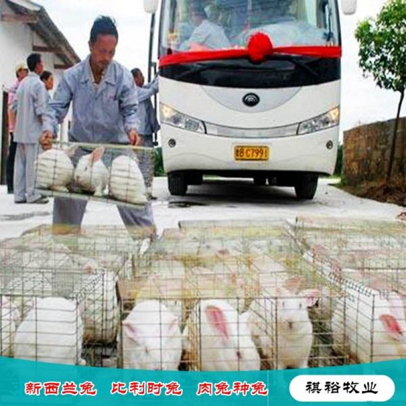 比利时兔新西兰兔伊拉种兔基地直销