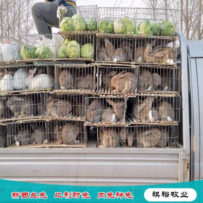 比利时兔新西兰兔伊拉种兔基地直销