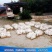 比利时兔新西兰兔伊拉种兔基地直销