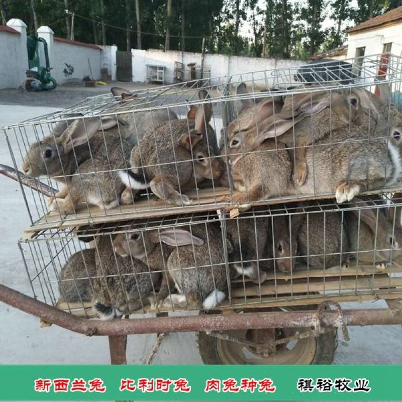 比利时兔新西兰兔伊拉种兔基地直销