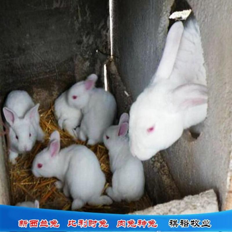 獭兔直销新西兰兔伊拉种兔比利时兔