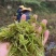 莓茶