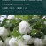 欧洲木绣球可接受-25°可用于园林工程绿化全国各地发