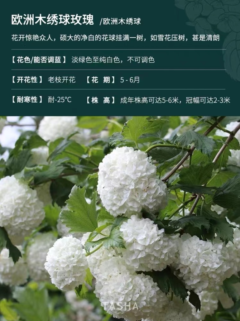 欧洲木绣球可接受-25°可用于园林工程绿化全国各地发