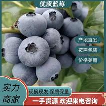 【优选】蓝莓优瑞卡大量上市品质口感好辽宁产地直供