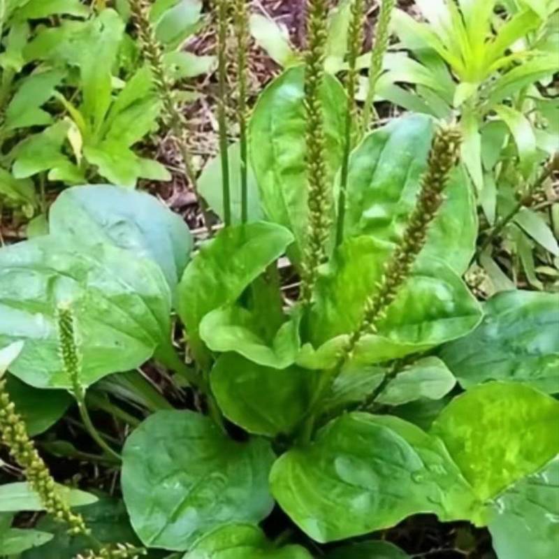 2024野生车前草现采现发鲜品