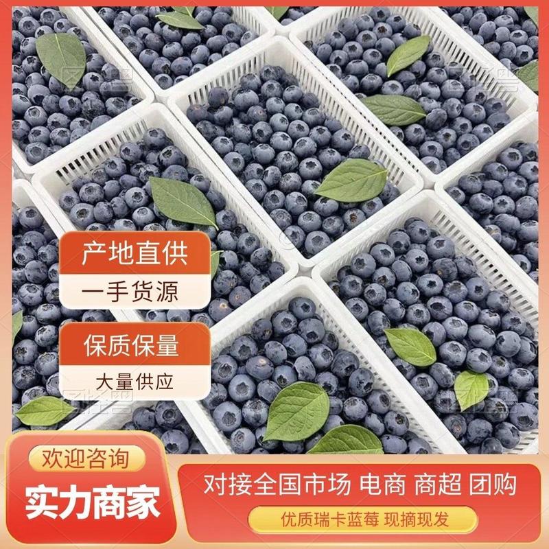 【推荐】精品蓝莓优瑞卡H5L25L11品质好产地直供
