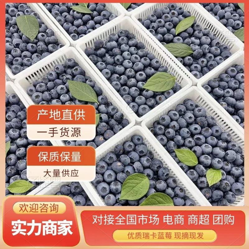 【推荐】精品蓝莓优瑞卡H5L25L11品质好产地直供