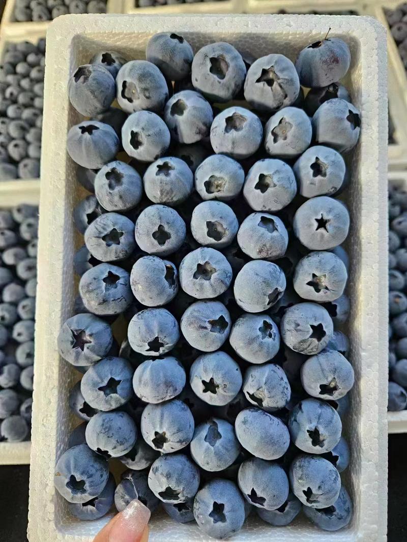 【推荐】精品蓝莓优瑞卡H5L25L11品质好产地直供