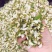 2024新鲜洋槐花不开花每日新货专业代办