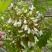 2024新鲜洋槐花不开花每日新货专业代办