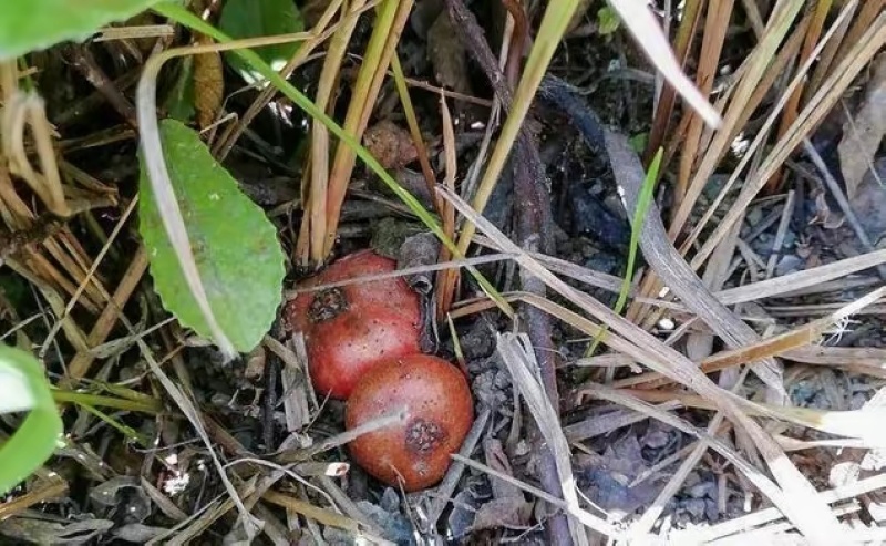 四川特产野地瓜地枇杷地果儿成都野果基地高端水果地石榴