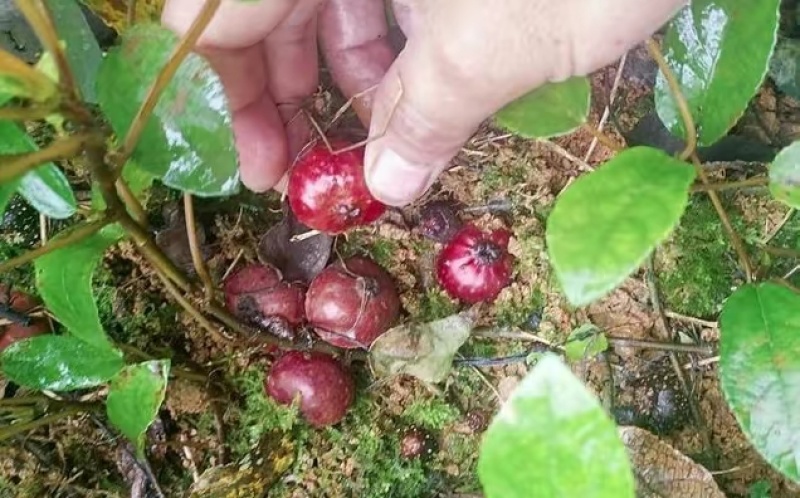 四川特产野地瓜地枇杷地果儿成都野果基地高端水果地石榴