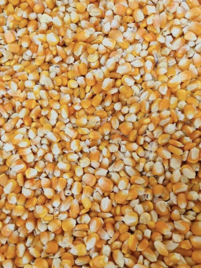 先玉335干玉米粒水分14容重700产地吉林
