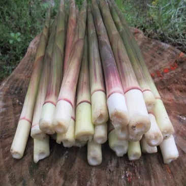 甜竹笋大量上市场带壳批发0.8一斤上车价，都是精品货