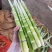 甜竹笋大量上市场带壳批发0.8一斤上车价，都是精品货