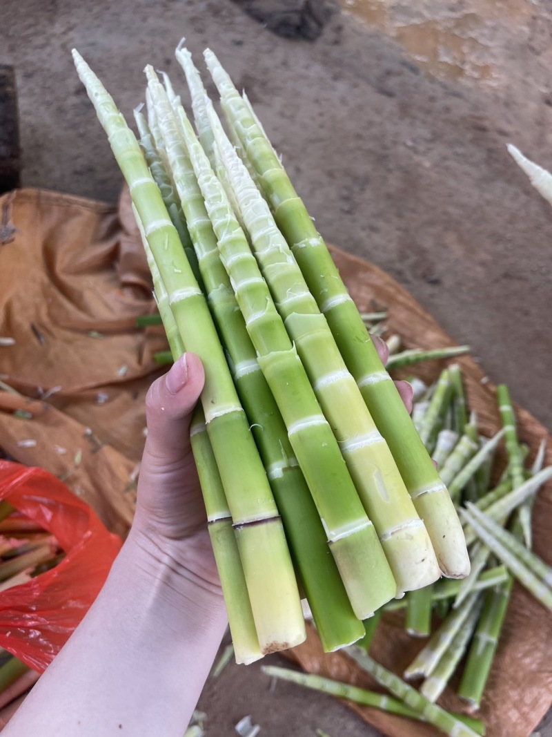 甜竹笋大量上市场带壳批发0.8一斤上车价，都是精品货